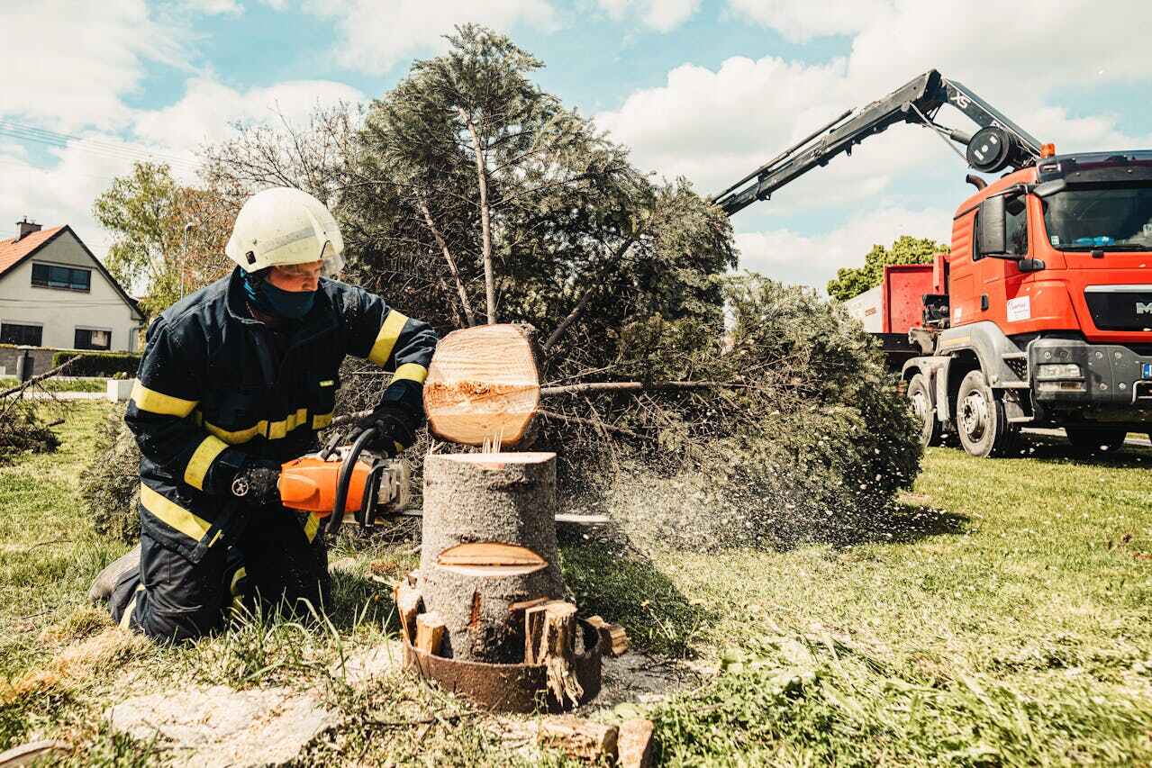 Best Tree Removal Near Me  in Mount Morris, MI